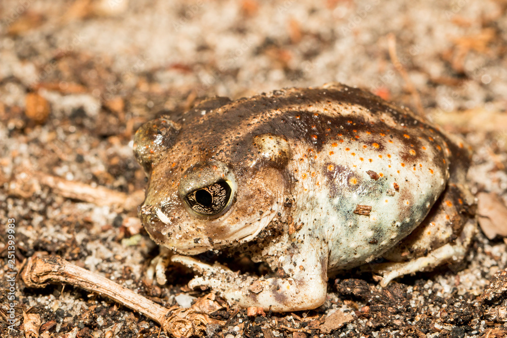 Obraz premium Eastern spadefoot - Scaphiopus holbrookii