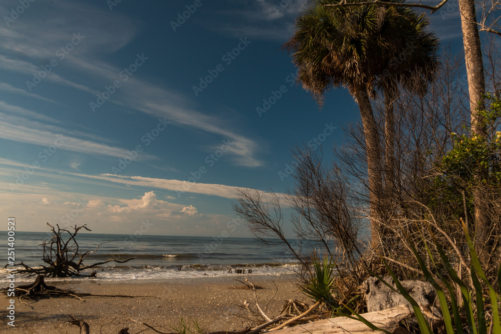 blue sky beach with palmetto tree