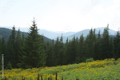 Mountain plain with views of the forest and the mountains. Polonina in the Carpathians.