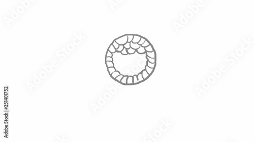 Embryo development for nine months. Isolated illustrations on a white background for education and health