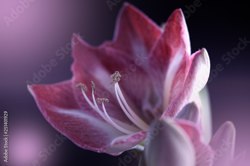 spring background with amaryllis