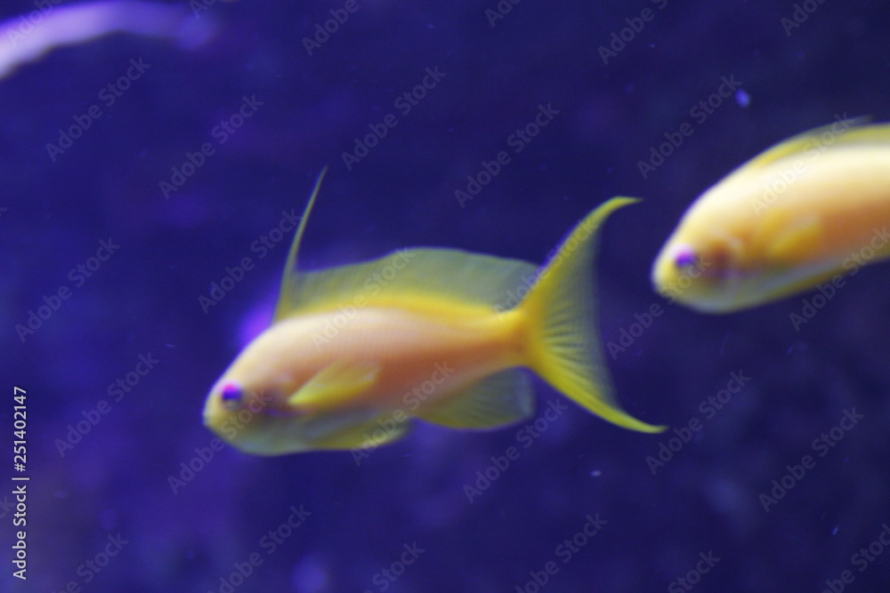 Aquarium Aquarium