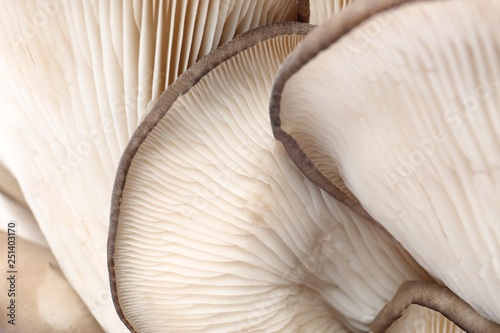 Delicious organic oyster mushrooms as background, closeup