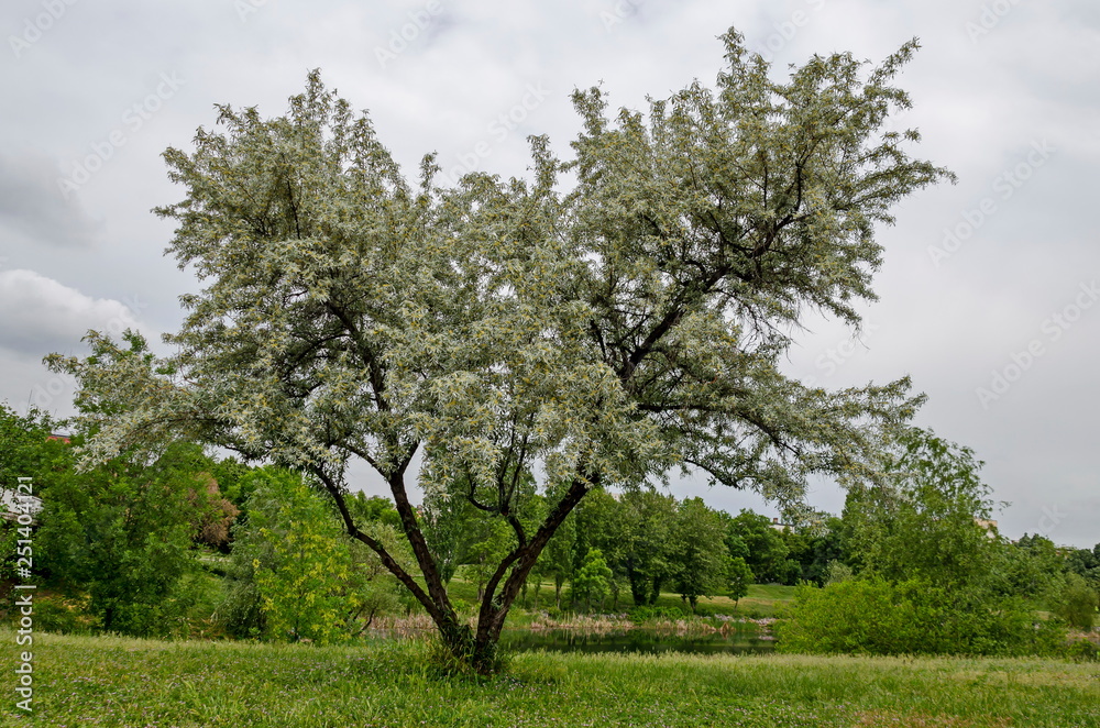 Summertime with small flowering White willow or Salix alba tree of a shore lake a residential district Drujba, Sofia, Bulgaria Summertime with small flowering White willow or Salix alba tree of a shore lake a residential district Drujba, Sofia, Bulgaria