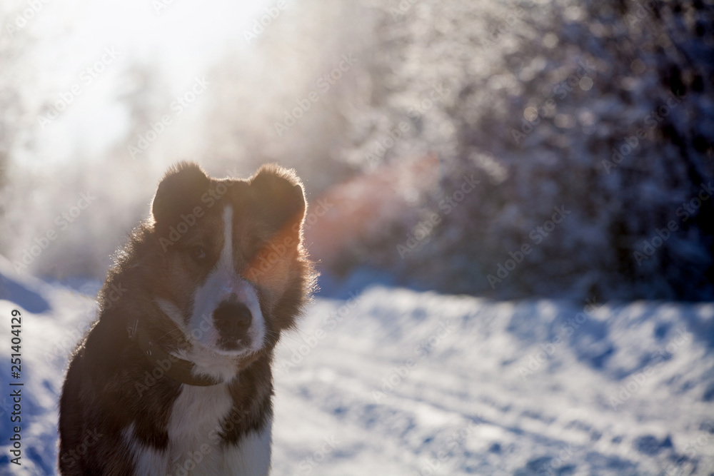 Mixed breed dog in the winter field