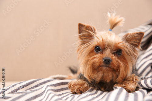 Yorkshire terrier on sofa indoors  space for text. Happy dog