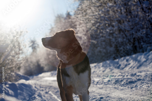 Mixed breed dog in the winter field