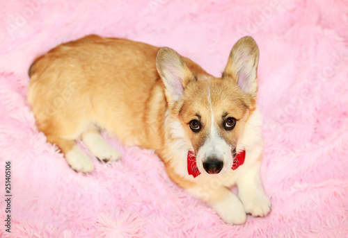 portrait of a cute little Corgi pup in a festive red bow tie and gastuche lying on a fluffy pink blanket and looking forward