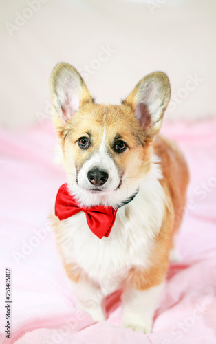 portrait of cute little puppy dog red Corgi on fluffy pink plaid and looks straight