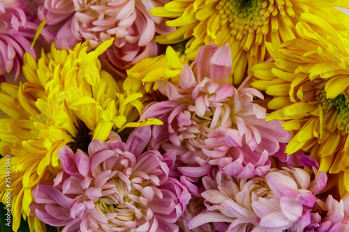 Background of the colorful chrysanthemum flowers