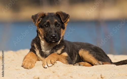 puppy german shepherd