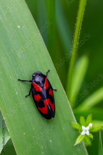 Froghopper photo