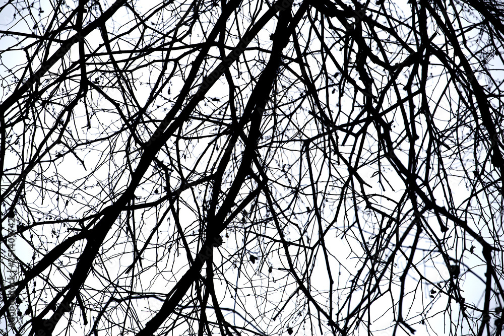 Dead branches , Silhouette dead tree or dry tree on white background with clipping path. Dead branches , Silhouette dead tree or dry tree on white background with clipping path.