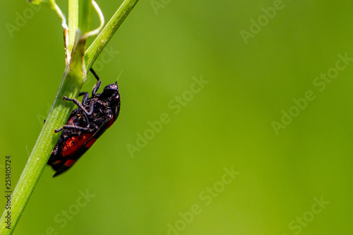 Froghopper photo