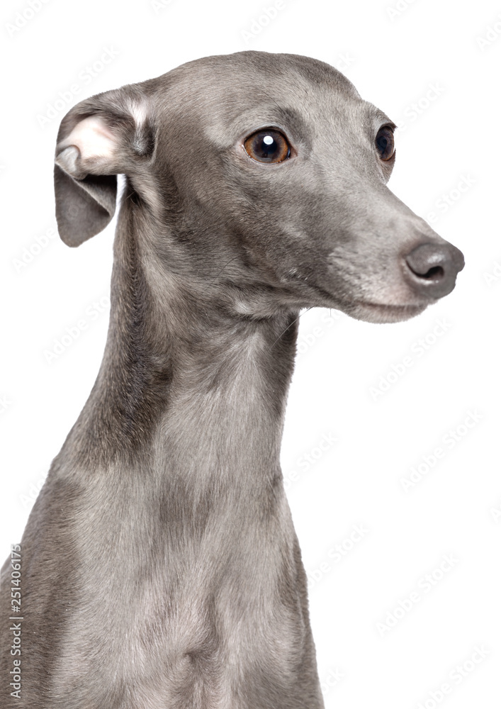 Italian greyhound Dog  Isolated  on White Background in studio