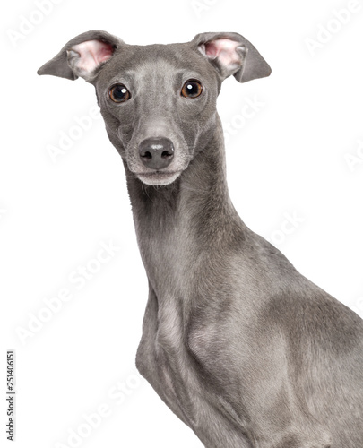 Italian greyhound Dog  Isolated  on White Background in studio