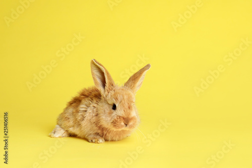 Adorable furry Easter bunny on color background, space for text