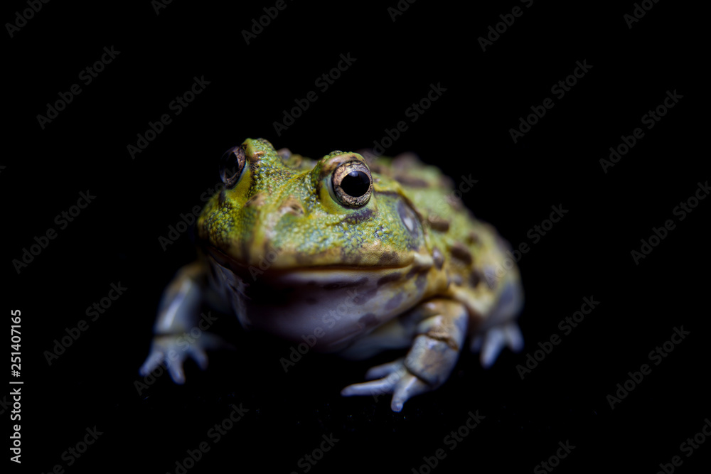 The African bullfrog on black The African bullfrog on black