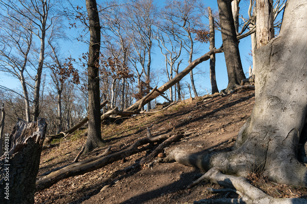 Obraz premium Fallen forest trees after devastating storm on hillside
