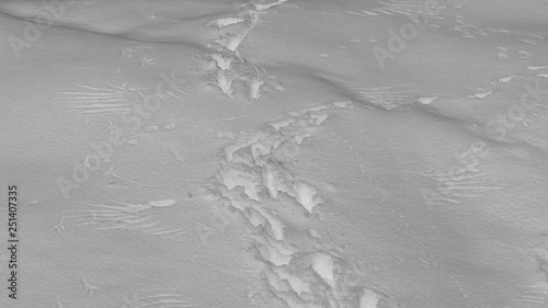 These tracks tell a story of life and death in the winter wilderness as an eagle chased a jackrabbit up the hill and they both left prints in the snow.  photo