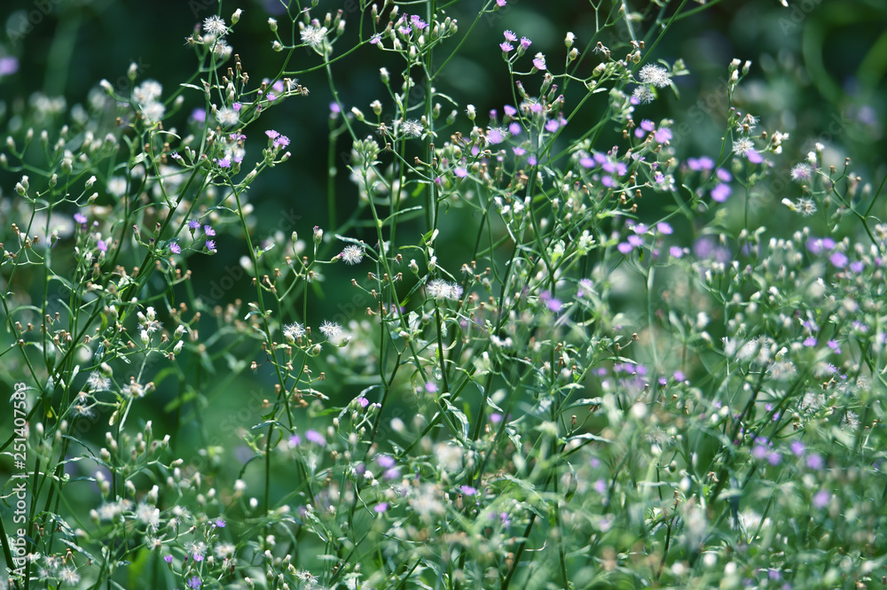 blue and white flowers bloom thrives in the rainy season in February. blue and white flowers bloom thrives in the rainy season in February.