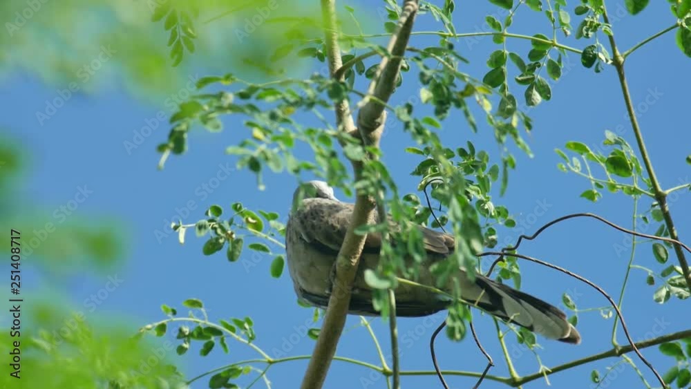 a dove is resting on the branch under the blue sky a dove is resting on the branch under the blue sky