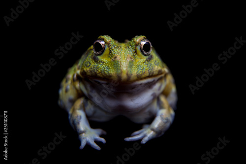 The African bullfrog on black