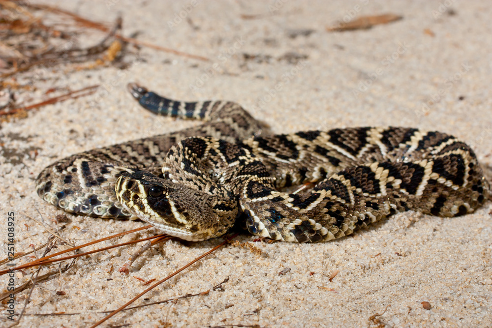 Young eastern diamondback rattlesnake - Crotalus adamanteus Young eastern diamondback rattlesnake - Crotalus adamanteus