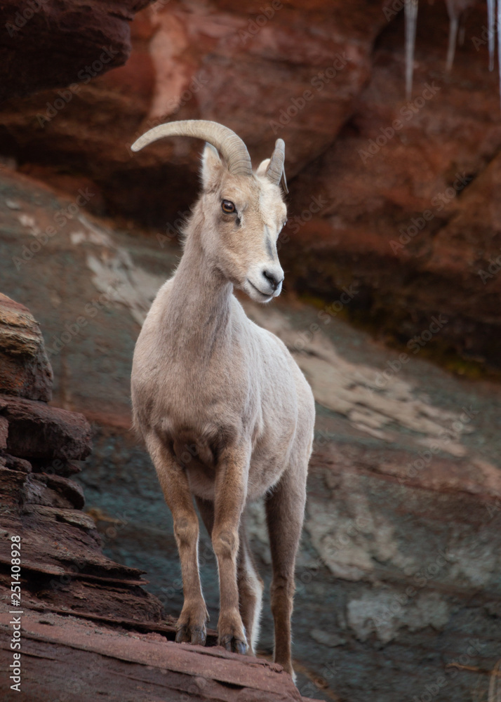 A desert big horned sheep ewe stands on a ledge of sandstone looking down and to the left.