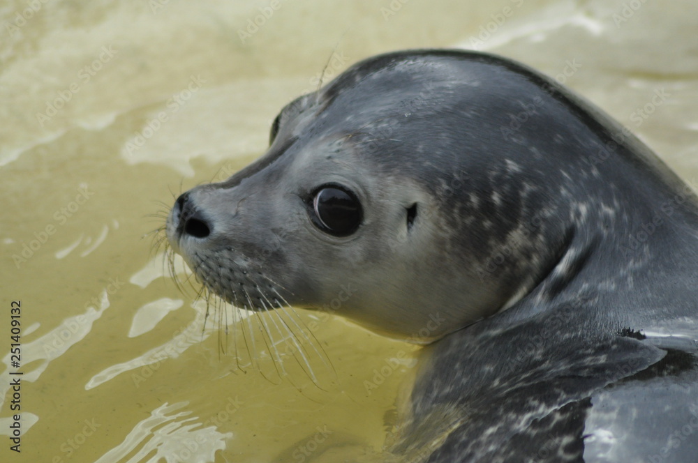 Naklejka premium heuler