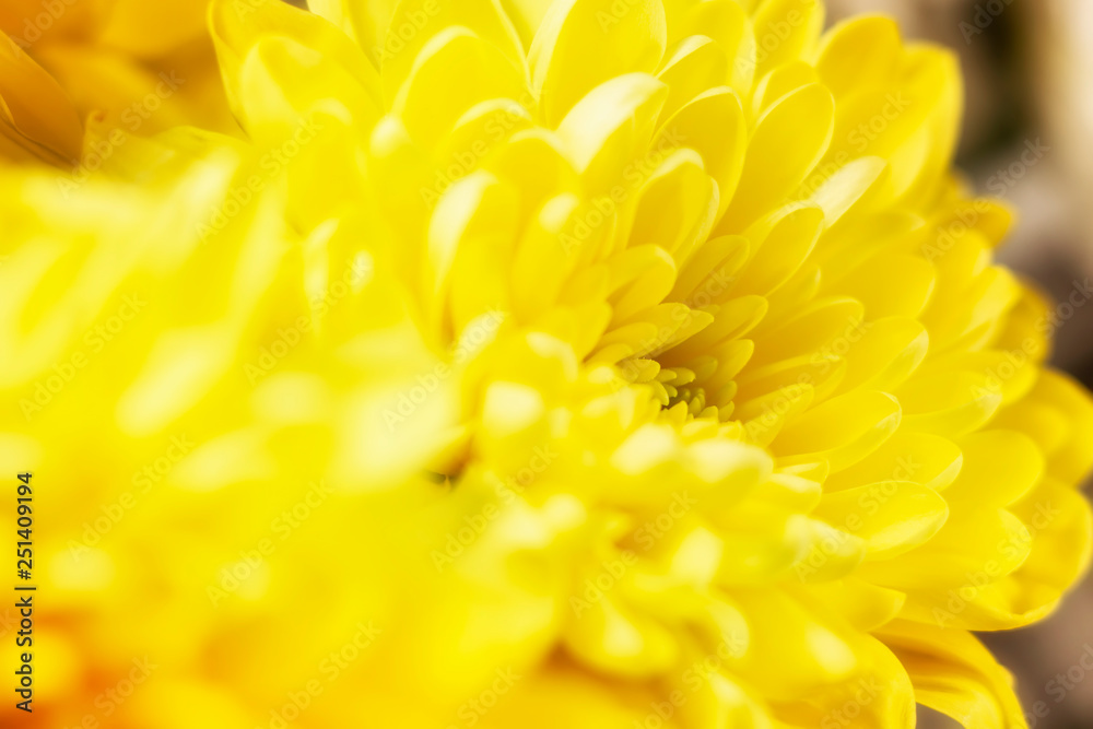 yellow spring flower 1 yellow spring flower 1