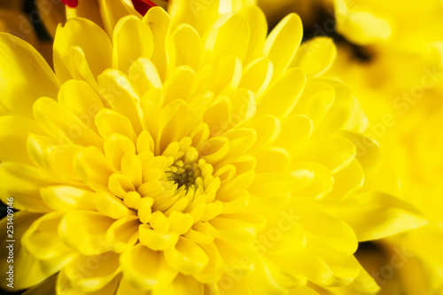 yellow spring flower 1