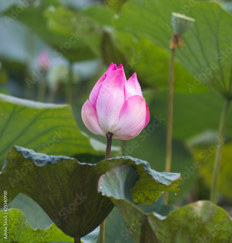 Tender pink Lotus flower and Lotus flower plants