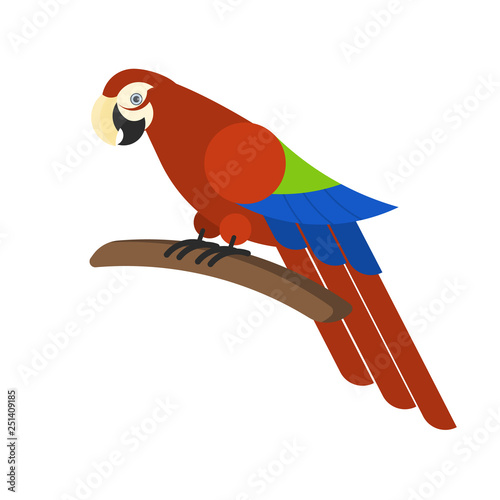 Red parrot