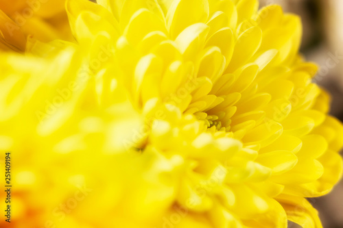 yellow spring flower 1