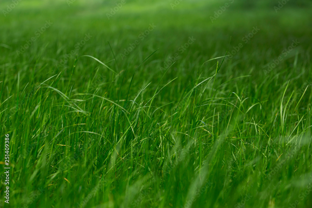 fresh green grass fresh green grass