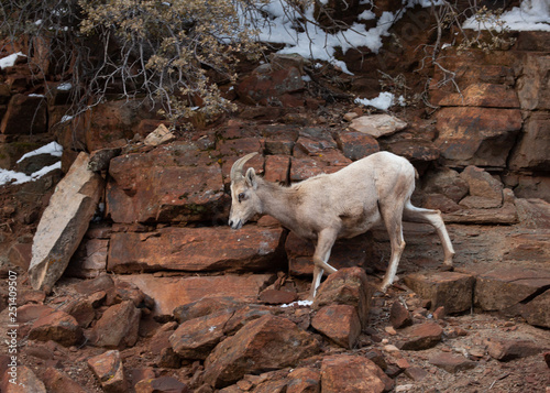 A desert big horned sheep ewe descends a rocky red sandstone cliff in Zion national park Utah. 