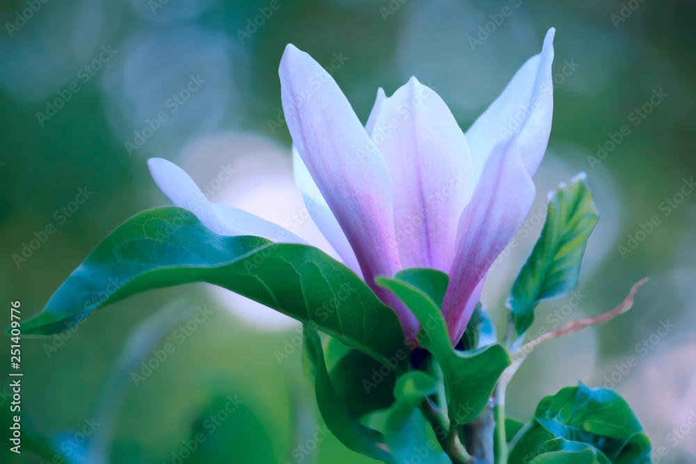 Magnolia in the park in springtime. Blooming flower in orchard. Nature blur wallpaper backdrop. Toned image is not in focus. Magnolia in the park in springtime. Blooming flower in orchard. Nature blur wallpaper backdrop. Toned image is not in focus.