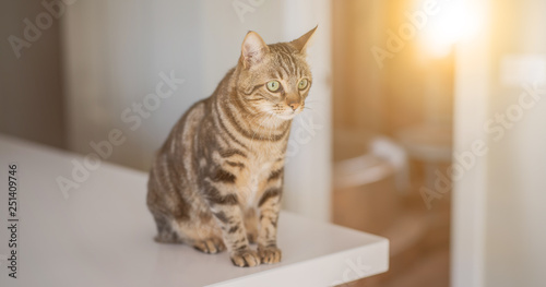 Beautiful short hair cat sitting on white table at home