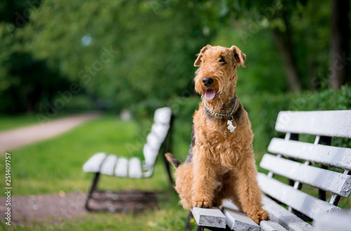 Foto Airedale Terrier sits on a white bench in the spring