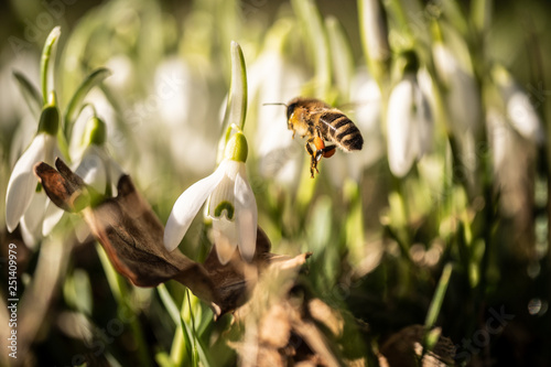 spring