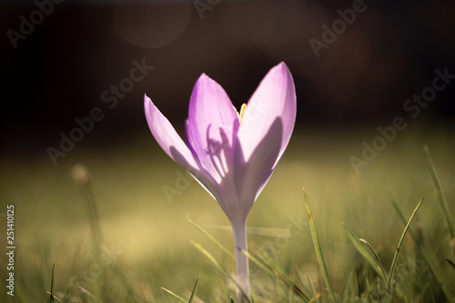 spring