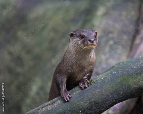Oriental small-clawed otter, Amblonyx cinereus, also known as the Asian small-clawed otter.