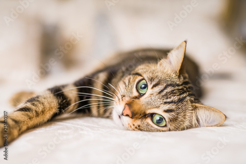 Beautiful short hair cat lying on the bed at home