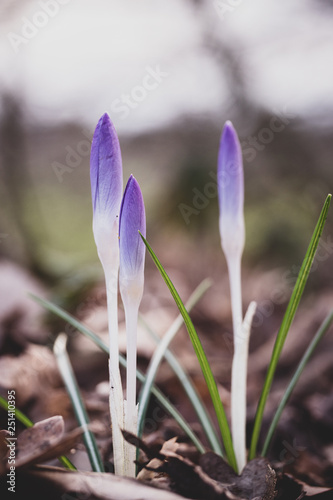 spring