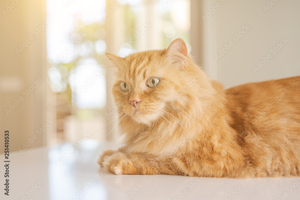 Beautiful ginger long hair cat lying on kitchen table on a sunny day at home