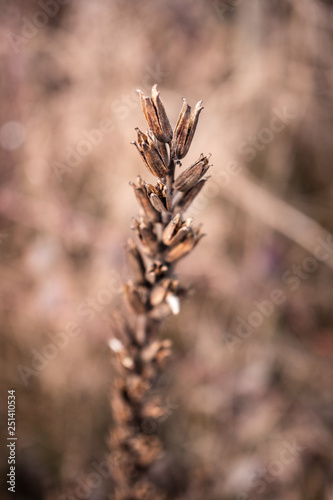 nature