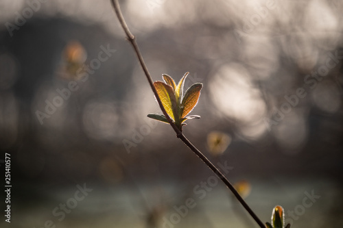 spring