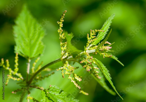 stinging nettle © Raymond Thill