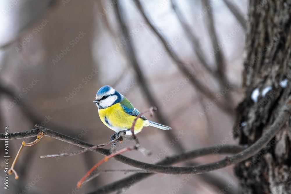 blue tit on branch blue tit on branch